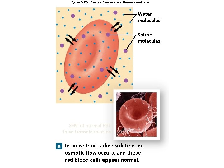 Figure 3 -17 a Osmotic Flow across a Plasma Membrane Water molecules Solute molecules