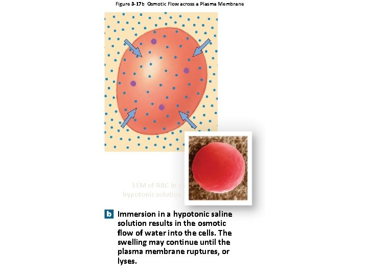 Figure 3 -17 b Osmotic Flow across a Plasma Membrane SEM of RBC in