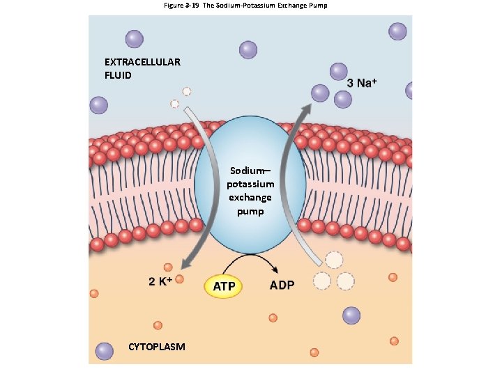 Figure 3 -19 The Sodium-Potassium Exchange Pump EXTRACELLULAR FLUID Sodium potassium exchange pump CYTOPLASM