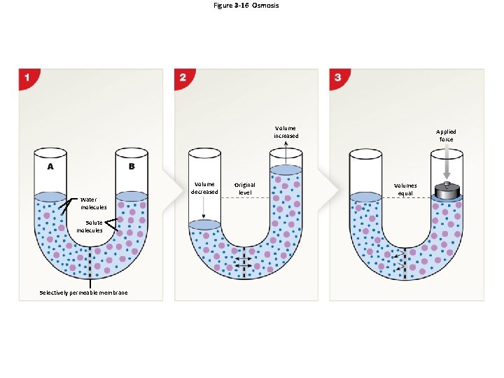 Figure 3 -16 Osmosis Volume increased Volume decreased Water molecules Solute molecules Selectively permeable