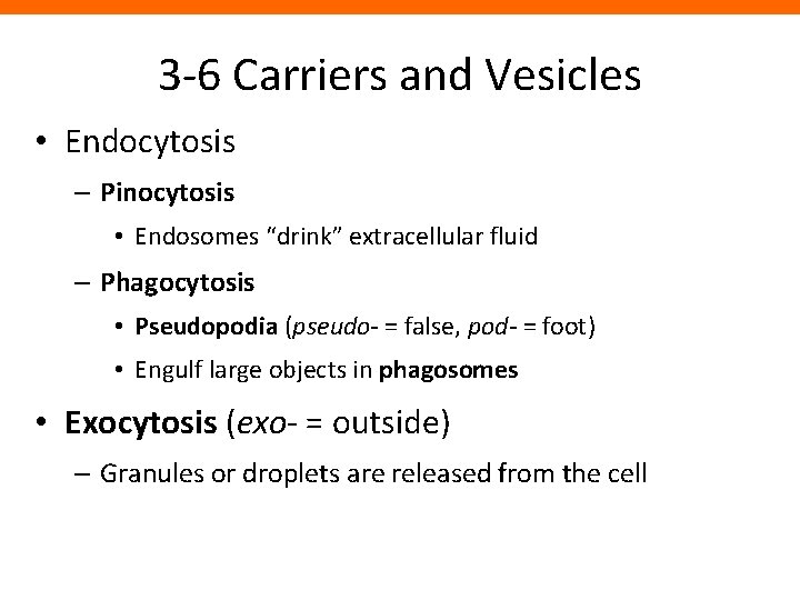 3 -6 Carriers and Vesicles • Endocytosis – Pinocytosis • Endosomes “drink” extracellular fluid