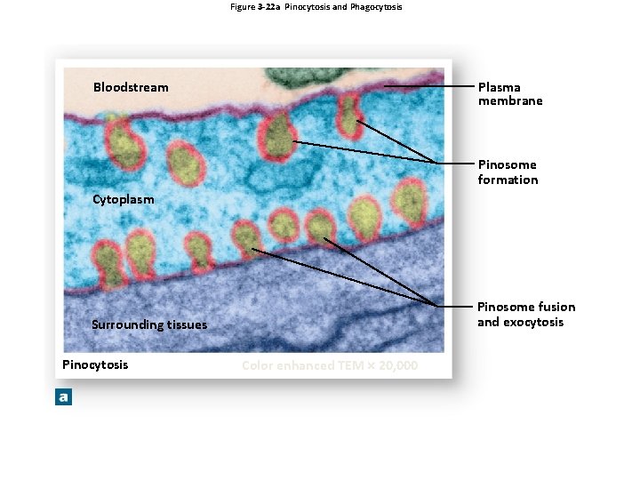 Figure 3 -22 a Pinocytosis and Phagocytosis Bloodstream Plasma membrane Pinosome formation Cytoplasm Pinosome