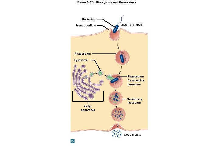 Figure 3 -22 b Pinocytosis and Phagocytosis Bacterium Pseudopodium PHAGOCYTOSIS Phagosome Lysosome Phagosome fuses