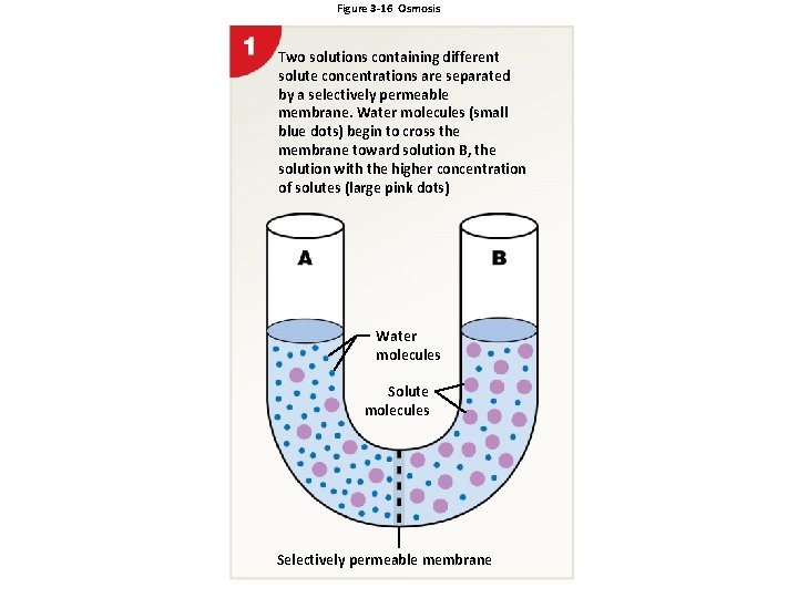 Figure 3 -16 Osmosis Two solutions containing different solute concentrations are separated by a