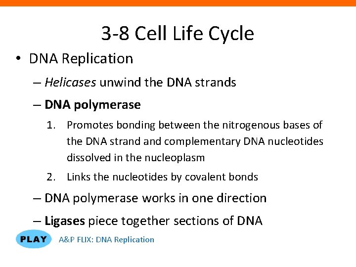 3 -8 Cell Life Cycle • DNA Replication – Helicases unwind the DNA strands