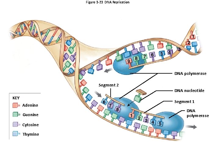 Figure 3 -23 DNA Replication DNA polymerase Segment 2 KEY Adenine Guanine Cytosine Thymine