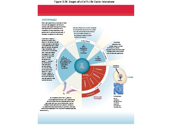 Figure 3 -24 Stages of a Cell’s Life Cycle: Interphase INTERPHASE the cell enters