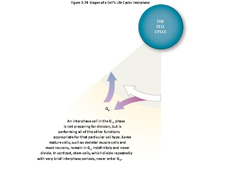 Figure 3 -24 Stages of a Cell’s Life Cycle: Interphase THE CELL CYCLE G