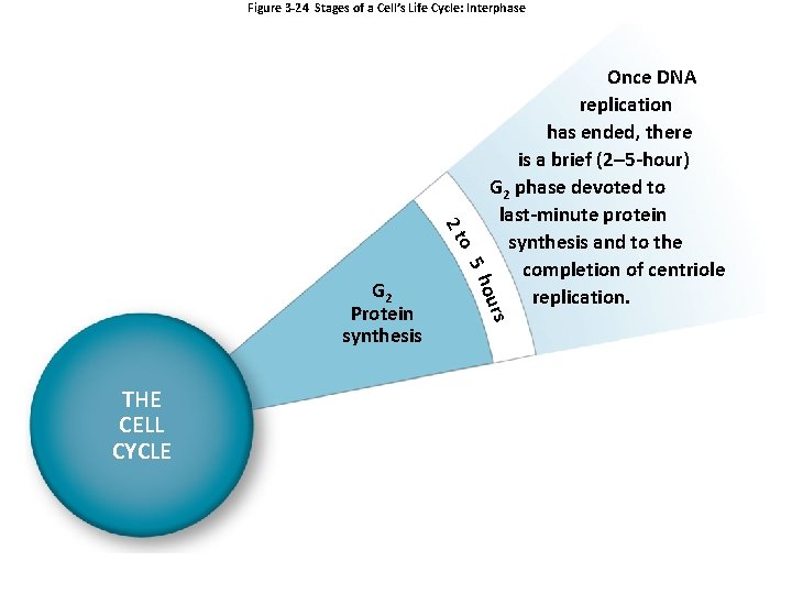 Figure 3 -24 Stages of a Cell’s Life Cycle: Interphase o 2 t THE