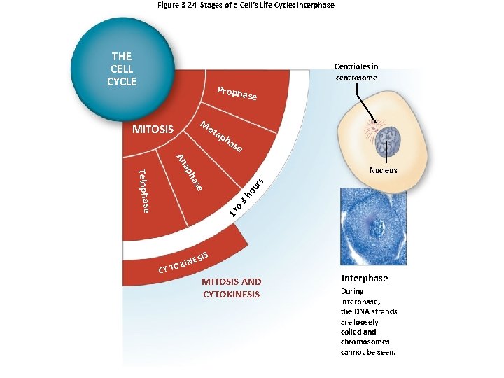 Figure 3 -24 Stages of a Cell’s Life Cycle: Interphase THE CELL CYCLE Centrioles