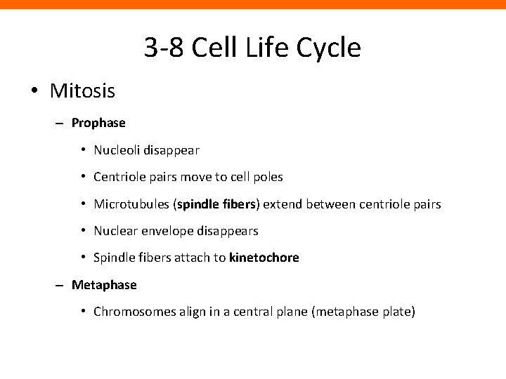 3 -8 Cell Life Cycle • Mitosis – Prophase • Nucleoli disappear • Centriole