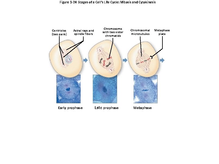 Figure 3 -24 Stages of a Cell’s Life Cycle: Mitosis and Cytokinesis Centrioles (two