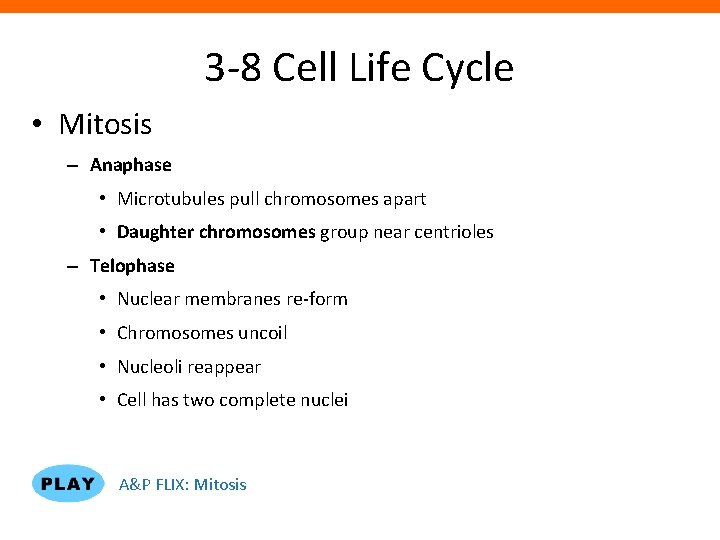 3 -8 Cell Life Cycle • Mitosis – Anaphase • Microtubules pull chromosomes apart