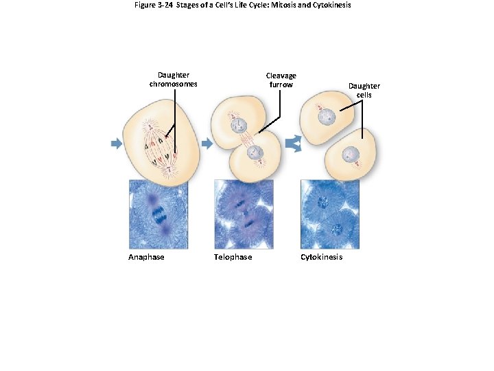 Figure 3 -24 Stages of a Cell’s Life Cycle: Mitosis and Cytokinesis Daughter chromosomes