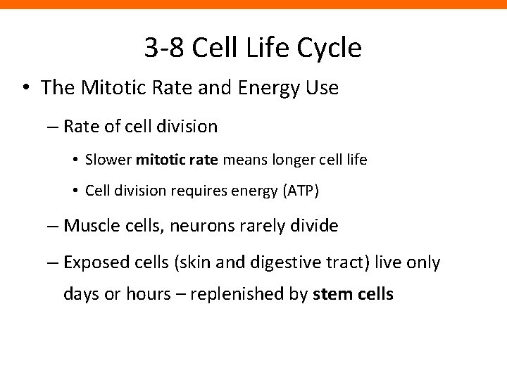 3 -8 Cell Life Cycle • The Mitotic Rate and Energy Use – Rate