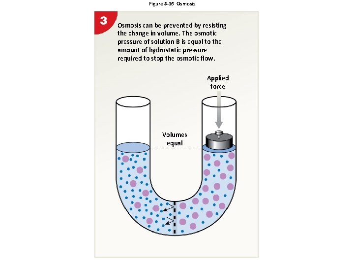 Figure 3 -16 Osmosis can be prevented by resisting the change in volume. The