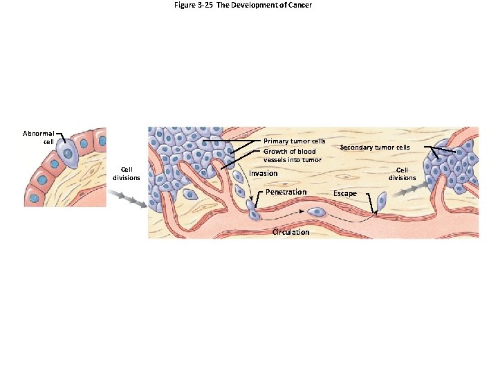 Figure 3 -25 The Development of Cancer Abnormal cell Primary tumor cells Growth of