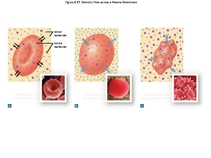 Figure 3 -17 Osmotic Flow across a Plasma Membrane Water molecules Solute molecules SEM