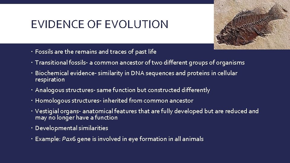 EVIDENCE OF EVOLUTION Fossils are the remains and traces of past life Transitional fossils-