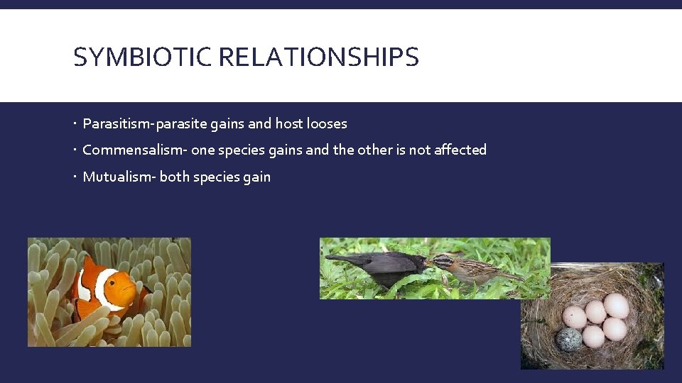 SYMBIOTIC RELATIONSHIPS Parasitism-parasite gains and host looses Commensalism- one species gains and the other