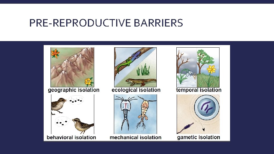 PRE-REPRODUCTIVE BARRIERS 