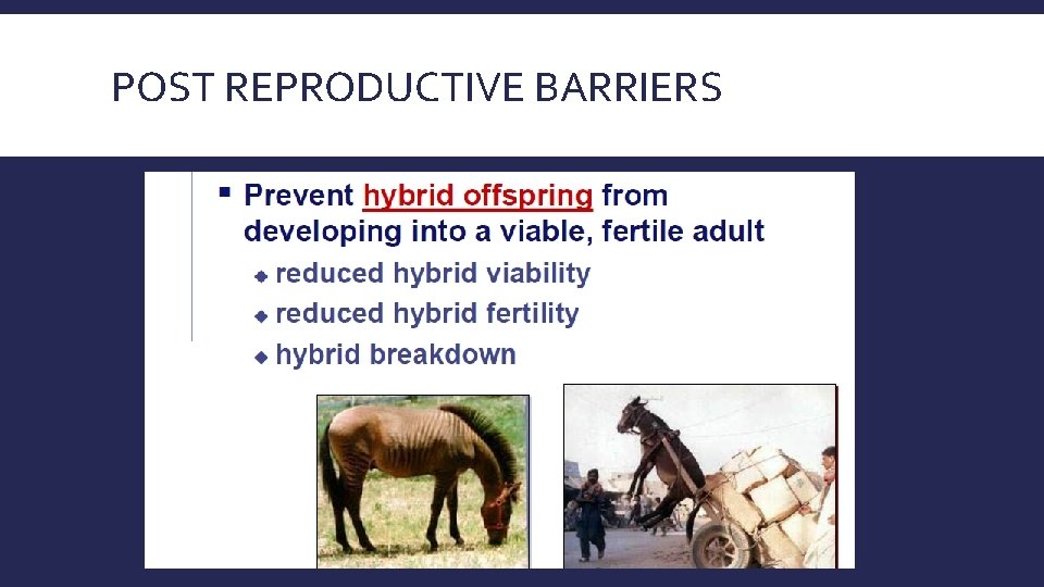 POST REPRODUCTIVE BARRIERS 