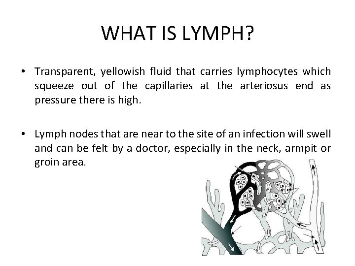 WHAT IS LYMPH? • Transparent, yellowish fluid that carries lymphocytes which squeeze out of