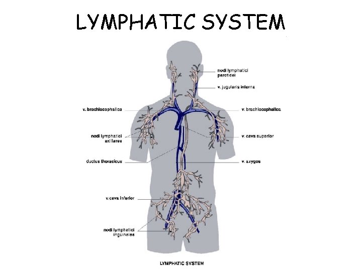 LYMPHATIC SYSTEM 