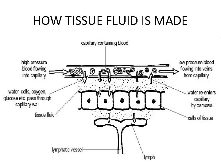 HOW TISSUE FLUID IS MADE 
