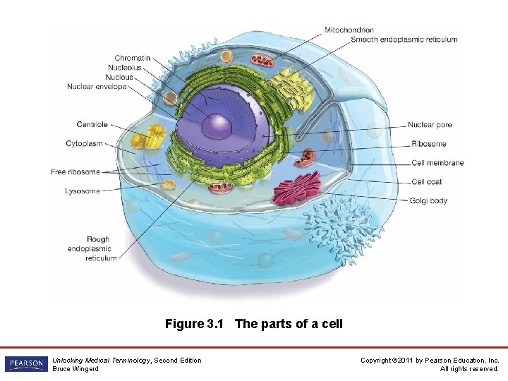 Figure 3. 1 The parts of a cell Unlocking Medical Terminology, Second Edition Bruce