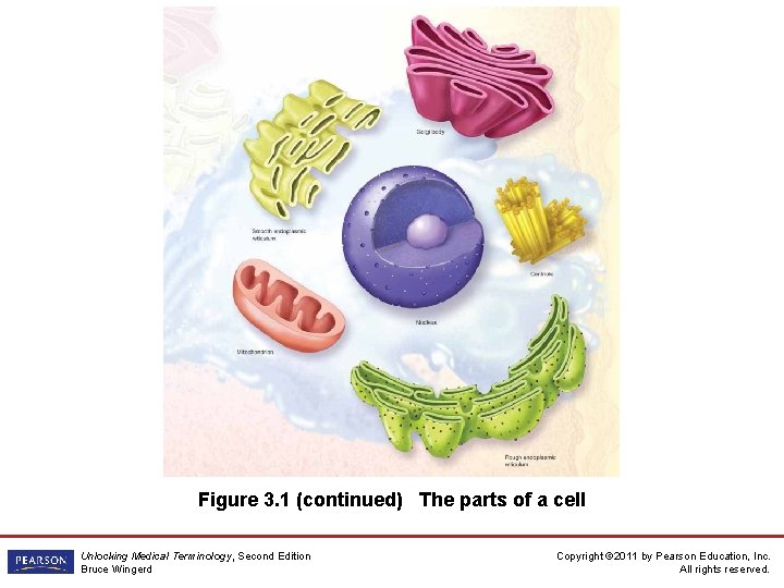 Figure 3. 1 (continued) The parts of a cell Unlocking Medical Terminology, Second Edition