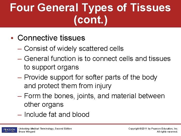 Four General Types of Tissues (cont. ) • Connective tissues – Consist of widely