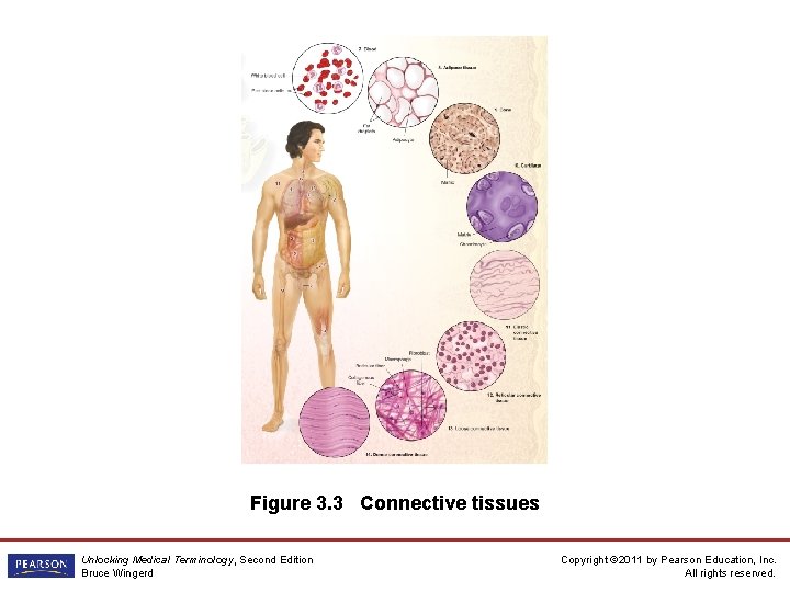 Figure 3. 3 Connective tissues Unlocking Medical Terminology, Second Edition Bruce Wingerd Copyright ©