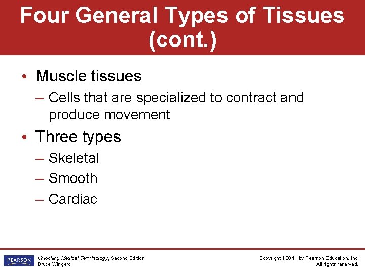 Four General Types of Tissues (cont. ) • Muscle tissues – Cells that are