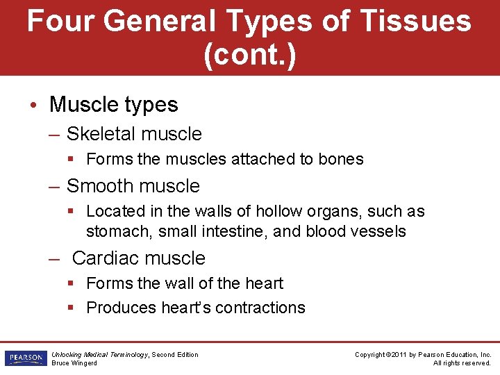 Four General Types of Tissues (cont. ) • Muscle types – Skeletal muscle §