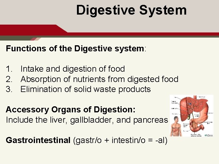 Digestive System Functions of the Digestive system: 1. Intake and digestion of food 2.