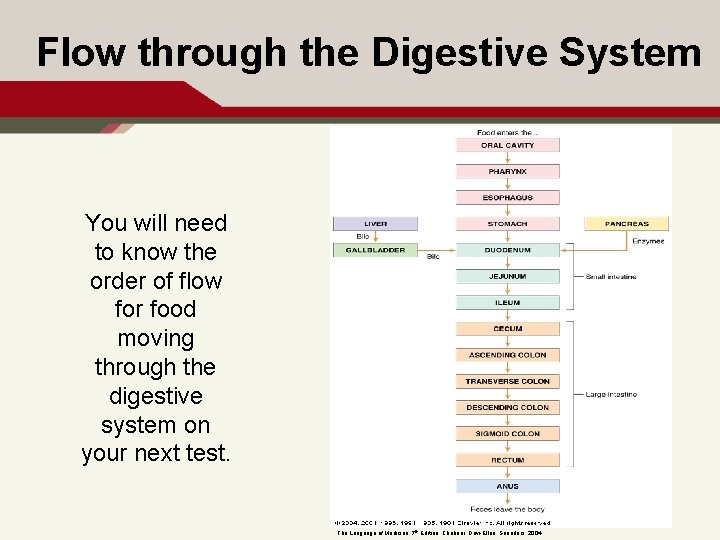 Flow through the Digestive System You will need to know the order of flow