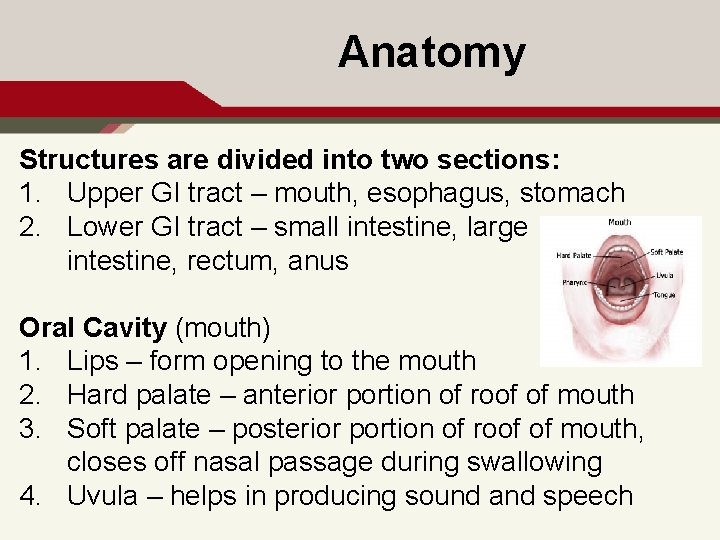 Anatomy Structures are divided into two sections: 1. Upper GI tract – mouth, esophagus,