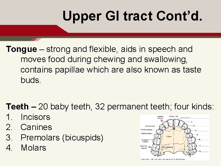 Upper GI tract Cont’d. Tongue – strong and flexible, aids in speech and moves