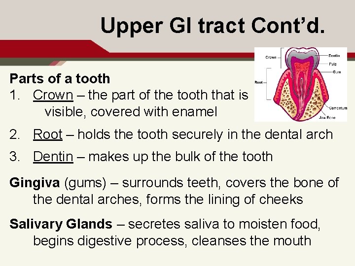 Upper GI tract Cont’d. Parts of a tooth 1. Crown – the part of