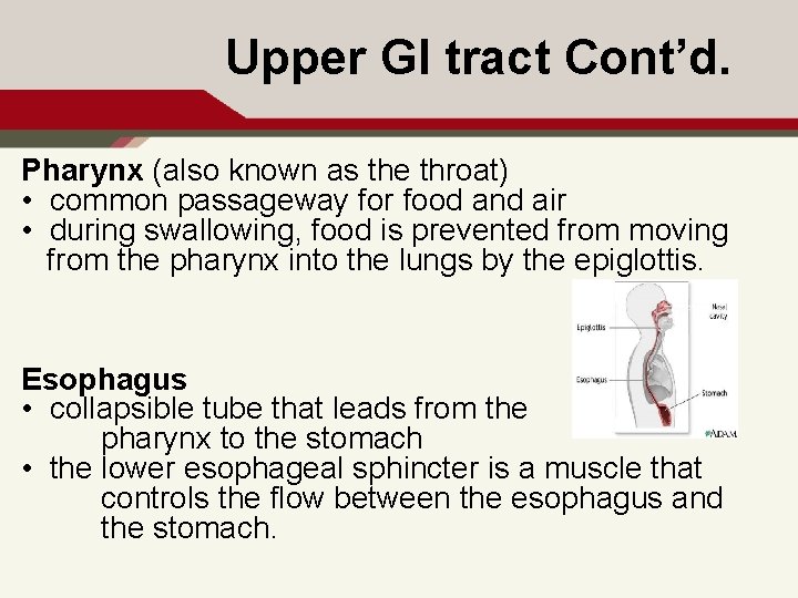 Upper GI tract Cont’d. Pharynx (also known as the throat) • common passageway for