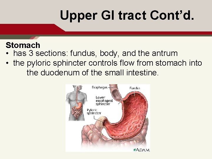 Upper GI tract Cont’d. Stomach • has 3 sections: fundus, body, and the antrum