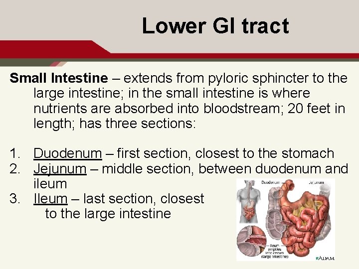 Lower GI tract Small Intestine – extends from pyloric sphincter to the large intestine;