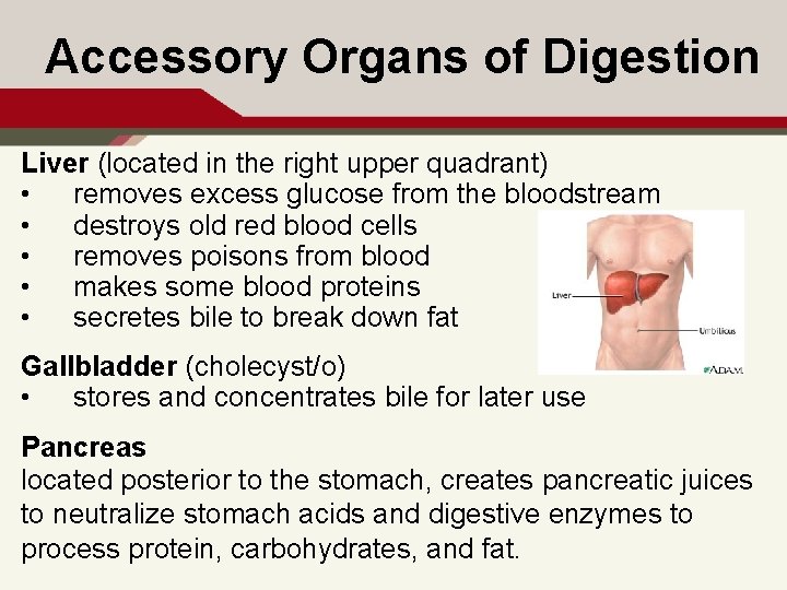 Accessory Organs of Digestion Liver (located in the right upper quadrant) • removes excess