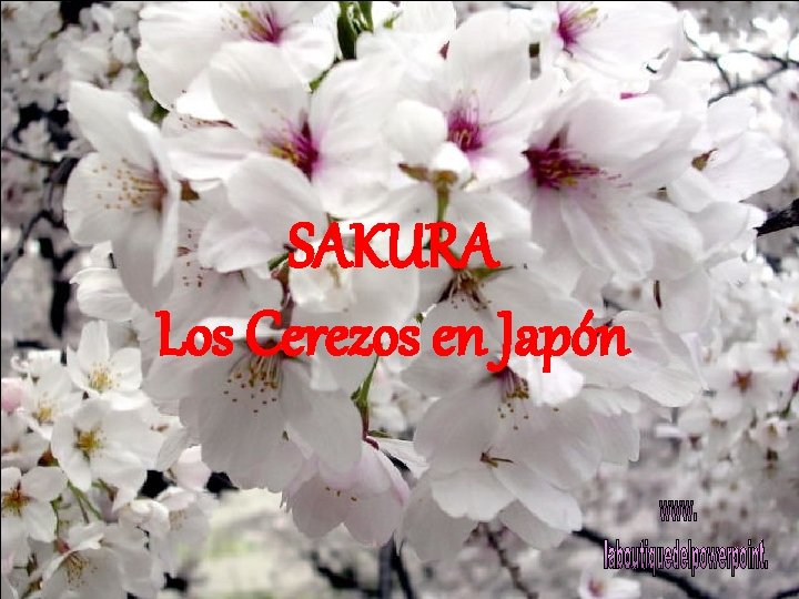 SAKURA Los Cerezos en Japón 