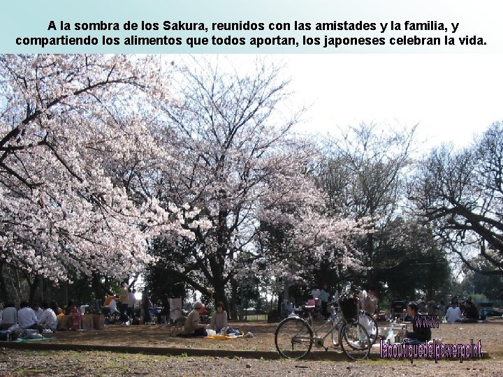 A la sombra de los Sakura, reunidos con las amistades y la familia, y