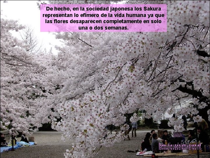 De hecho, en la sociedad japonesa los Sakura representan lo efímero de la vida