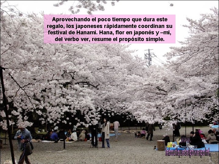 Aprovechando el poco tiempo que dura este regalo, los japoneses rápidamente coordinan su festival