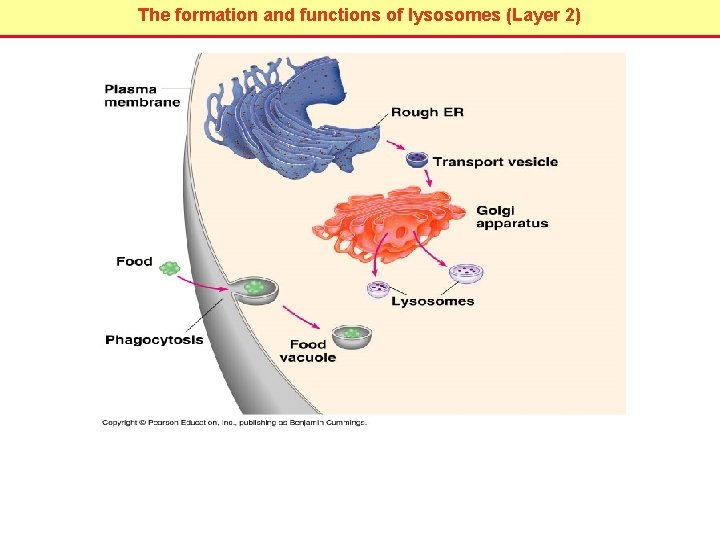 The formation and functions of lysosomes (Layer 2) The formation and functions of lysosomes (Layer 2)