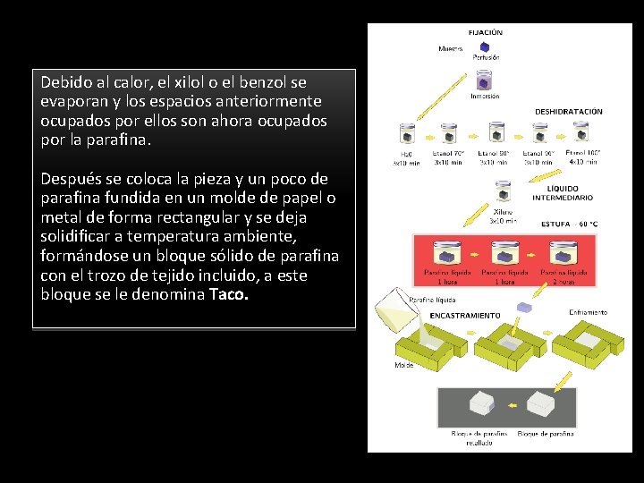 Debido al calor, el xilol o el benzol se evaporan y los espacios anteriormente